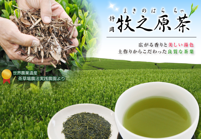 2026年度産 お茶 牧之原茶80g×2本 静岡茶 煎茶 牧の原茶 静岡の茶草場
